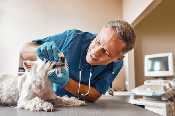 Best Emergency Root Canal Therapy in Clovis, NM